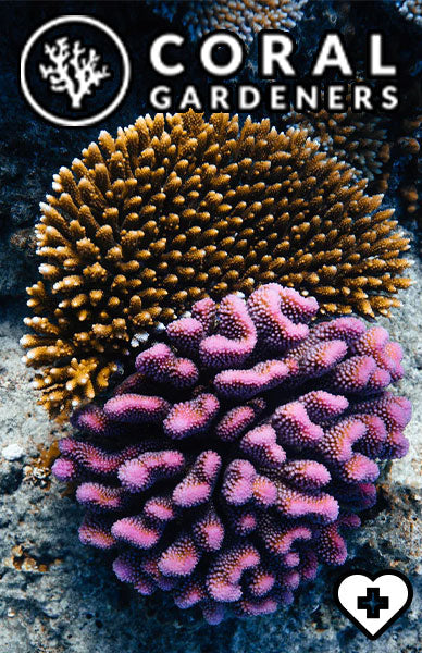 Rebuilding the Reef one Coral Piece at a Time with Coral Gardeners!