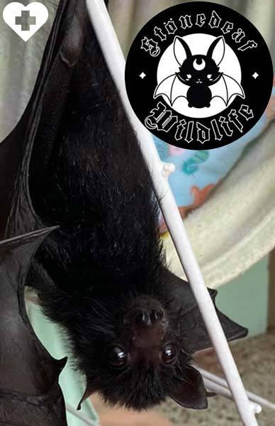 Stonedeaf Wildlife - Beserk