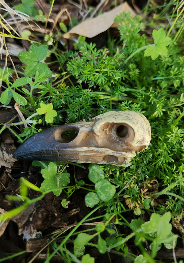 Small Raven | SKULL*
