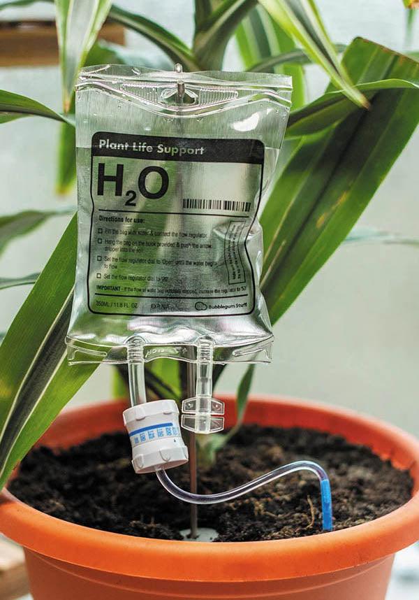 Plant | LIFE SUPPORT - Beserk - all, bubblegum stuff, clickfrenzy15-2023, cpgstinc, discountapp, fp, garden, gift, gift idea, gift ideas, gifts, gothic gifts, home, homeware, homewares, mens gift, mens gifts, mothersday, mothersdayplant, nov20, office homewares, outdoors, plant, williamvalentine