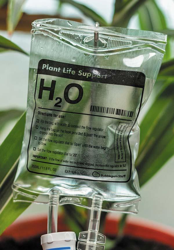 Plant | LIFE SUPPORT - Beserk - all, bubblegum stuff, clickfrenzy15-2023, cpgstinc, discountapp, fp, garden, gift, gift idea, gift ideas, gifts, gothic gifts, home, homeware, homewares, mens gift, mens gifts, mothersday, mothersdayplant, nov20, office homewares, outdoors, plant, williamvalentine