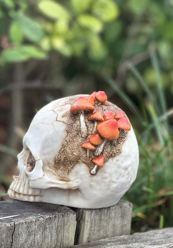 Mushroom Growth | SKULL*