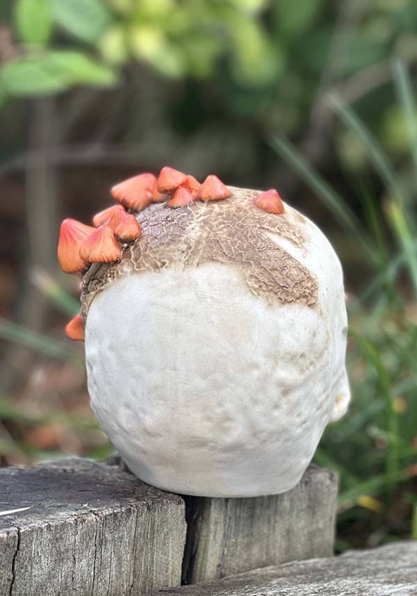 Mushroom Growth | SKULL*