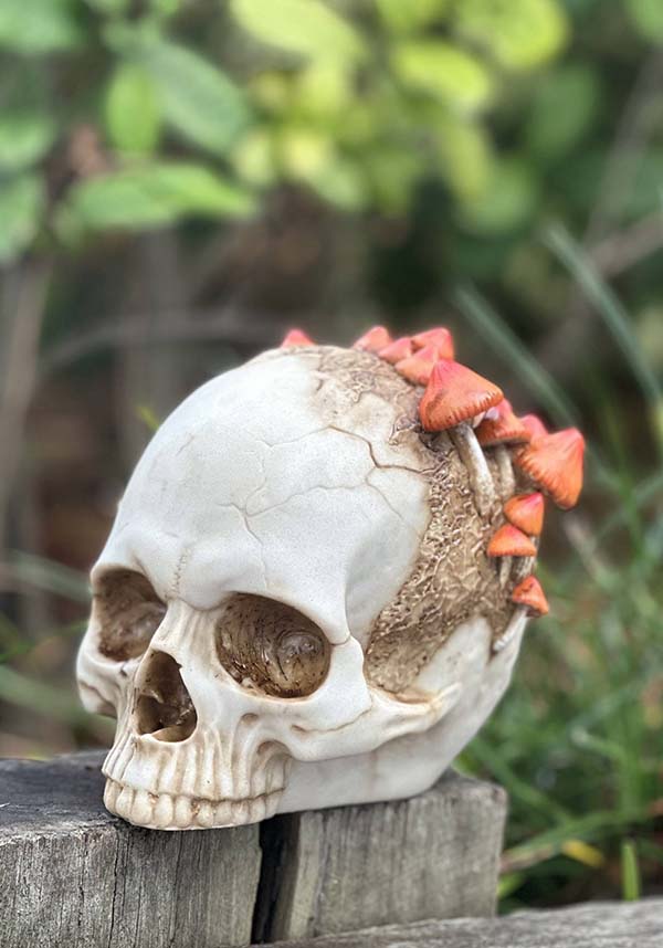 Mushroom Growth | SKULL*