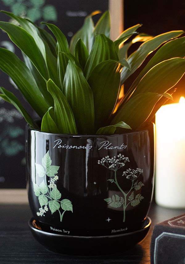 Poisonous Plants | PLANT POT