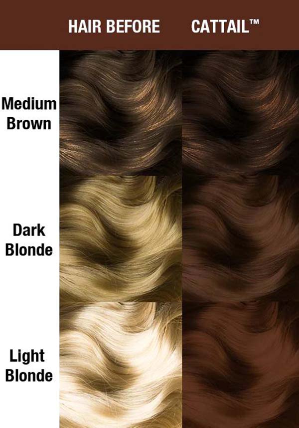 Cattail | AMPLIFIED COLOUR