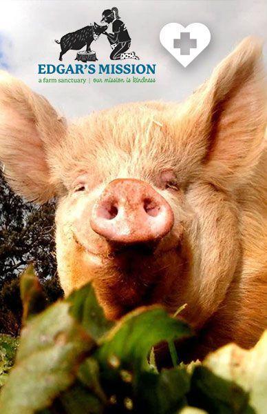 Edgar's Mission - Our mission is kindness - Beserk