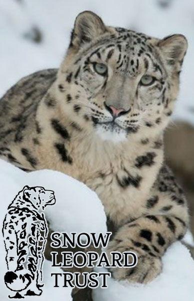 Featured Animal Charity ~ The Snow Leopard Trust - Beserk