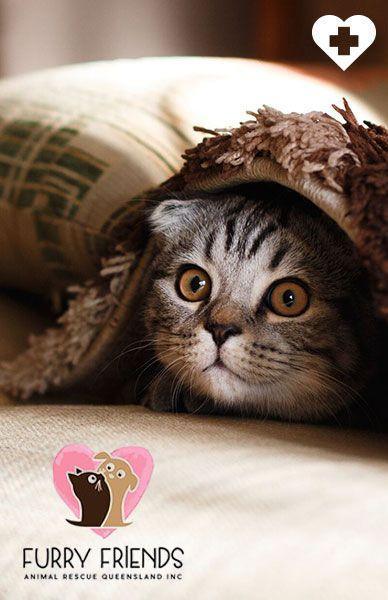 Furry Friends - Animal Rescue Queensland - Beserk