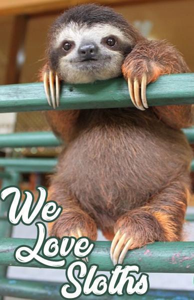 We Love Sloths.... - Beserk