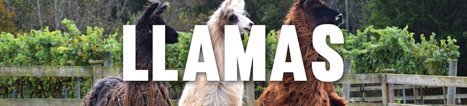LLAMAS & ALPACAS - Beserk