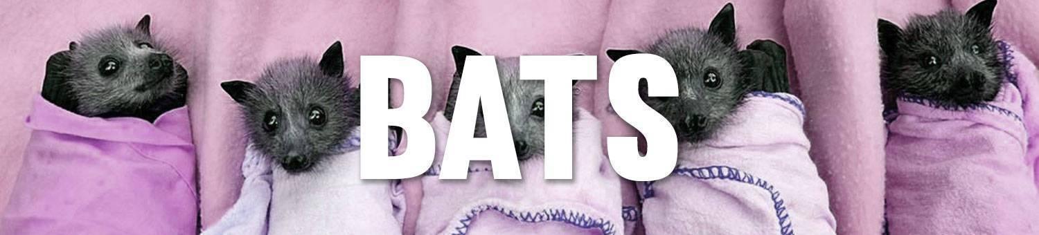 WE LOVE BATS - Beserk
