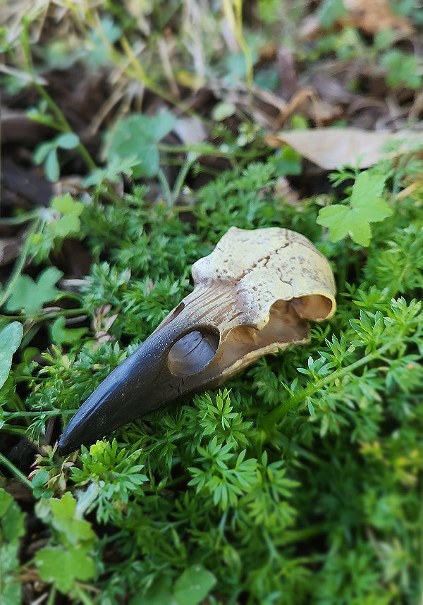Small Raven | SKULL