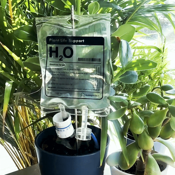 Plant | LIFE SUPPORT - Beserk - all, bubblegum stuff, clickfrenzy15-2023, cpgstinc, discountapp, fp, garden, gift, gift idea, gift ideas, gifts, gothic gifts, home, homeware, homewares, mens gift, mens gifts, mothersday, mothersdayplant, nov20, office homewares, outdoors, plant, williamvalentine