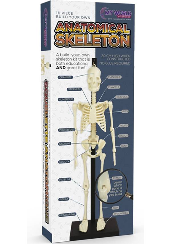 Anatomical Skeleton | KIT