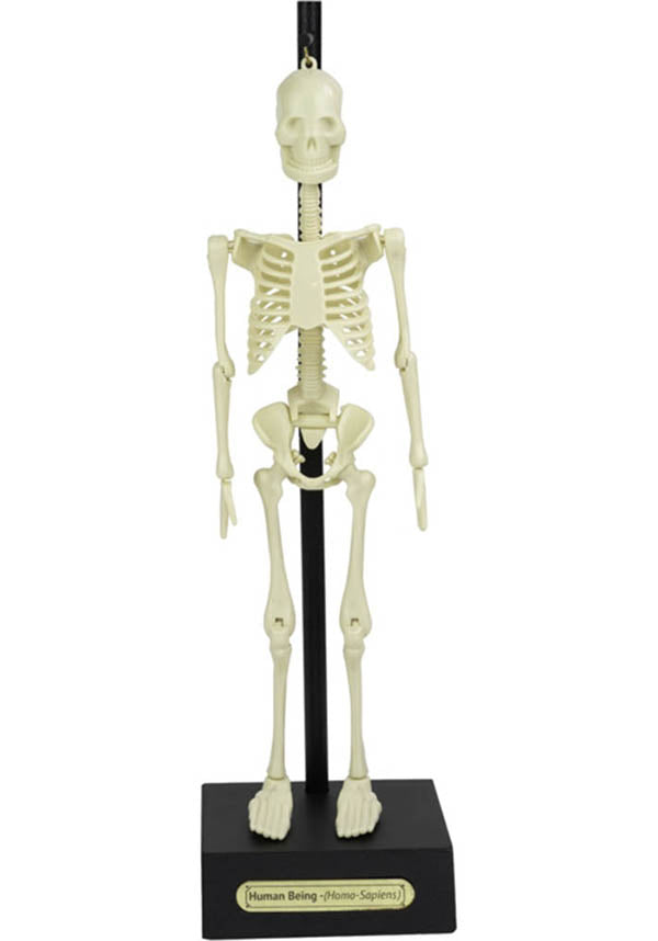 Anatomical Skeleton | KIT