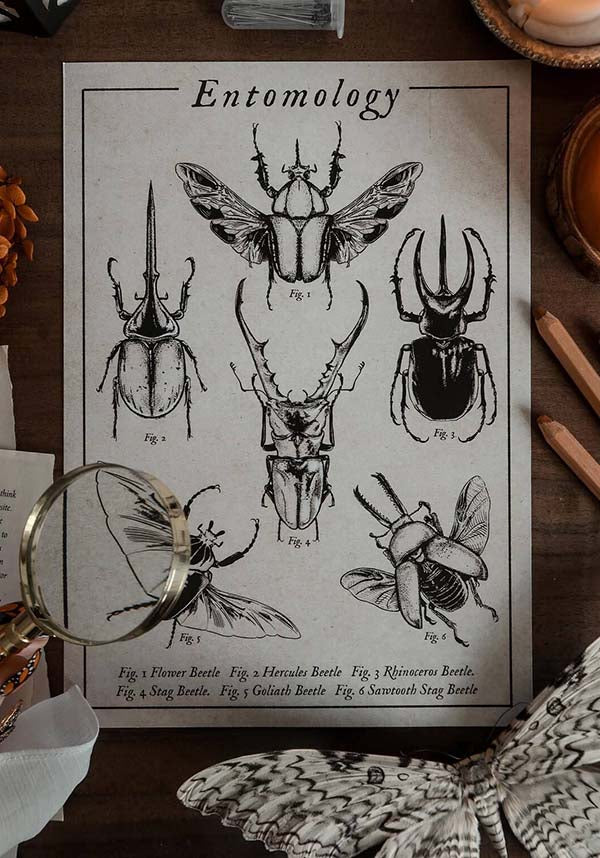 Entomology [A4] | PRINT