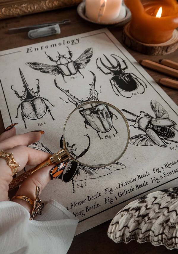 Entomology [A4] | PRINT