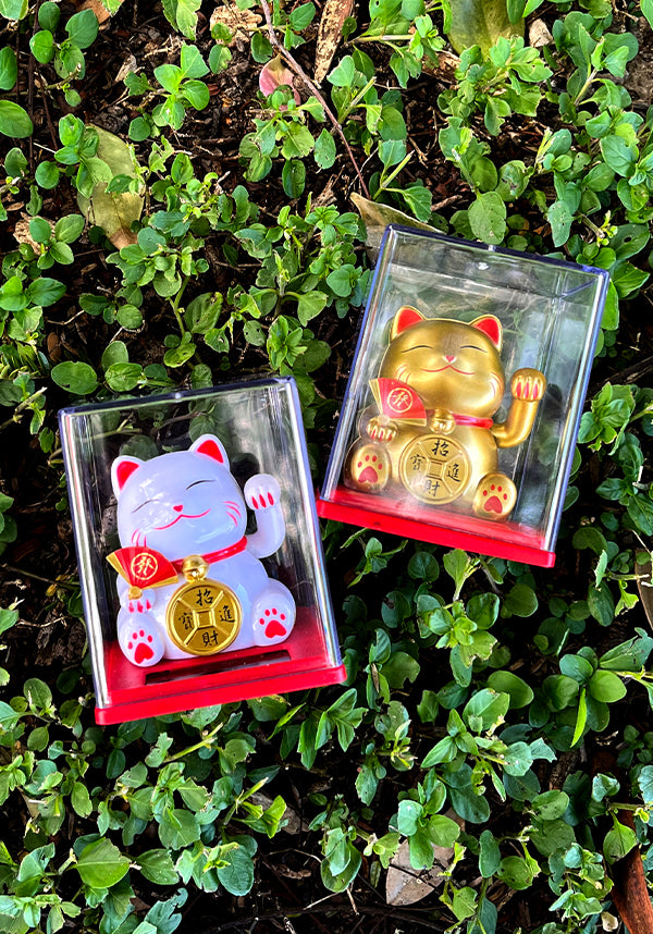 Grooving Cat | SOLAR DANCER