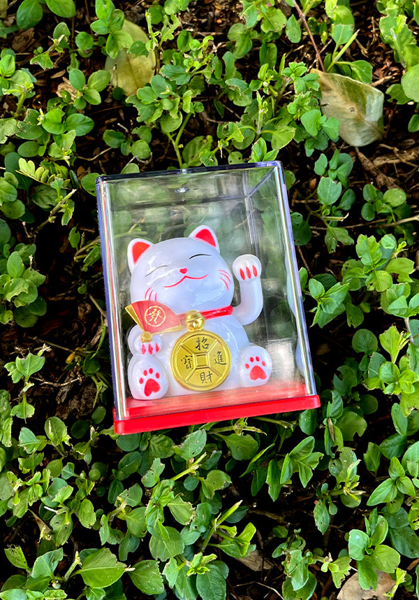 Grooving Cat | SOLAR DANCER