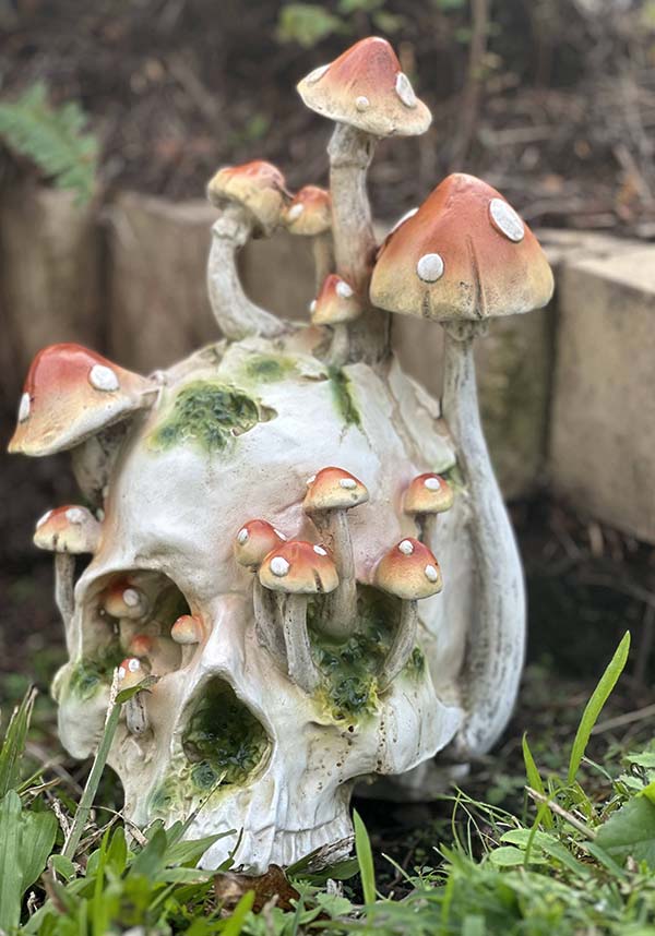 Magic Mushrooms [Orange] | SKULL