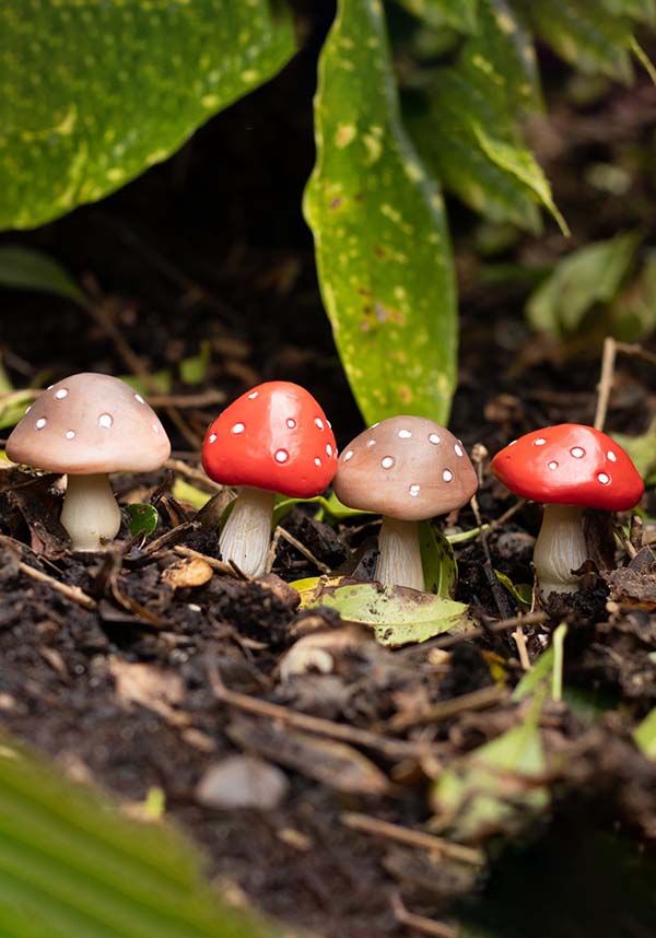 Mini Mushroom | PLANT POT PALS