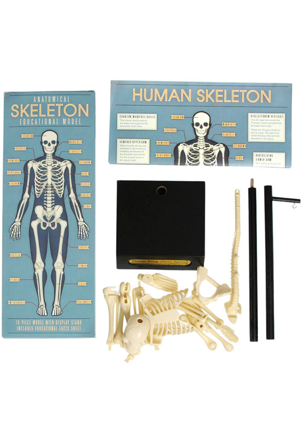 Rex London Anatomical Skeleton Model Buy Online Australia